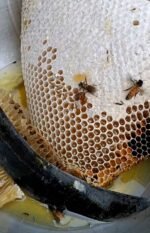 সুন্দরবনের খলিশা ফুলের মধু | ১ কেজি | Pure Sundarbans Khalisha Flower Honey | 1 KG | MNK Shop - Image 8