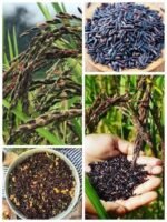 ব্ল্যাক রাইস চাউল | ১ কেজি | Premium Black Rice | 1 KG | MNK Shop - Image 4