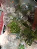 Artificial Money Plant Wish Ball LED String Lights | Decorative Curtain Fairy Lights | MNK SHOP - Image 3